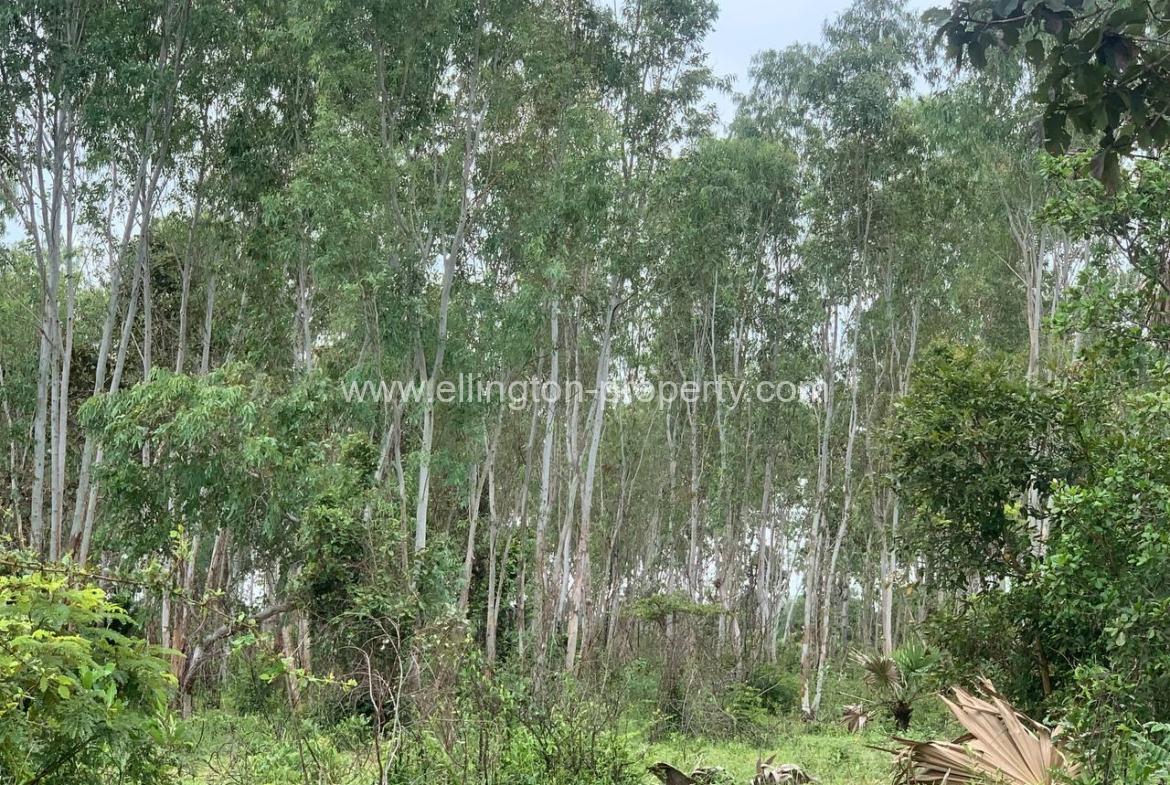 Land For Sale In Siem Reap - Ellington Property