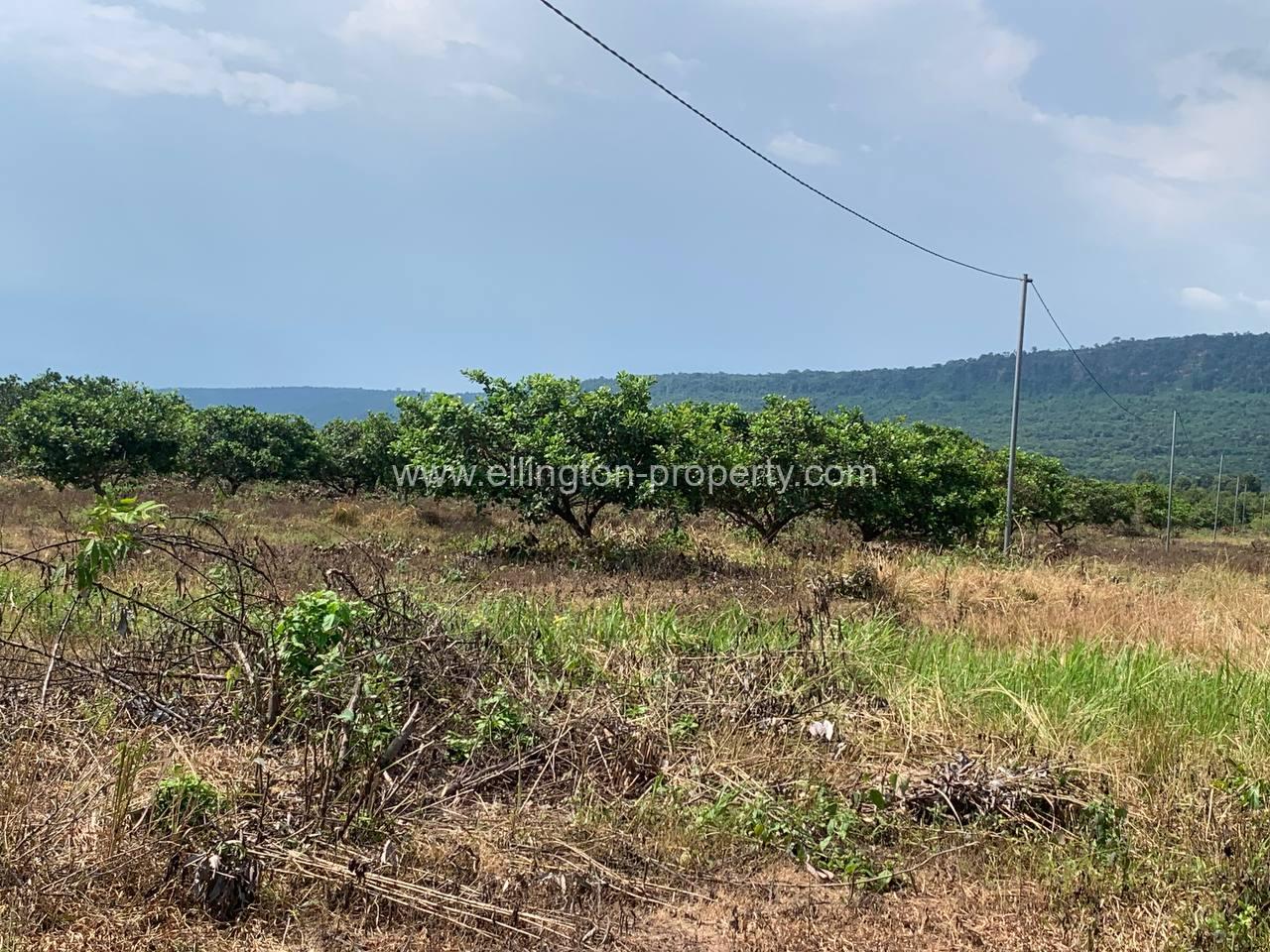 Land For Sale In Siem Reap - Ellington Property